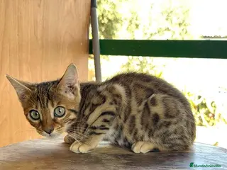Bengalí gatos Bengalí hembra increíble guapísima - Anuncio 1
