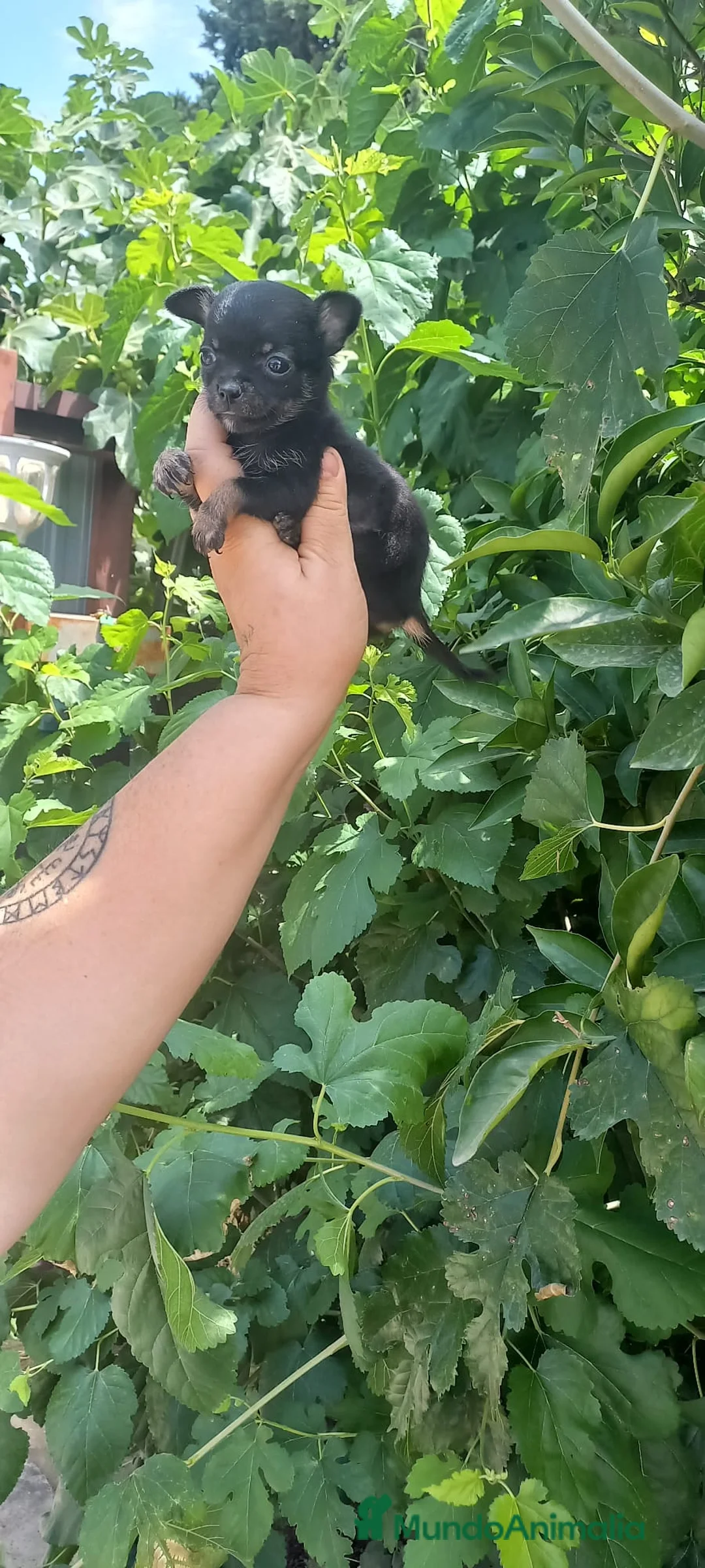 Chihuahua perros en venta: Última hembra black tang 700€ - Anuncio 2