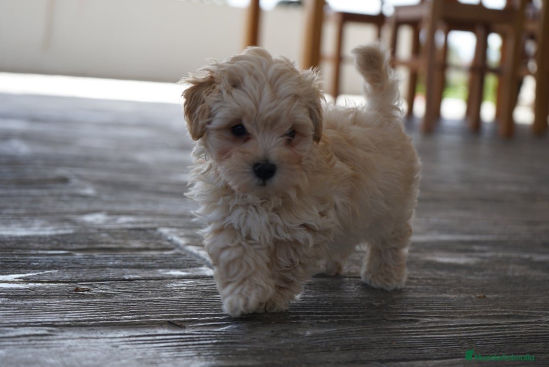 Maltipoo perros en venta: 🐾 Snow, Manolo, Jacinto y Paco Maltipoo 🐾 - Imagen 4