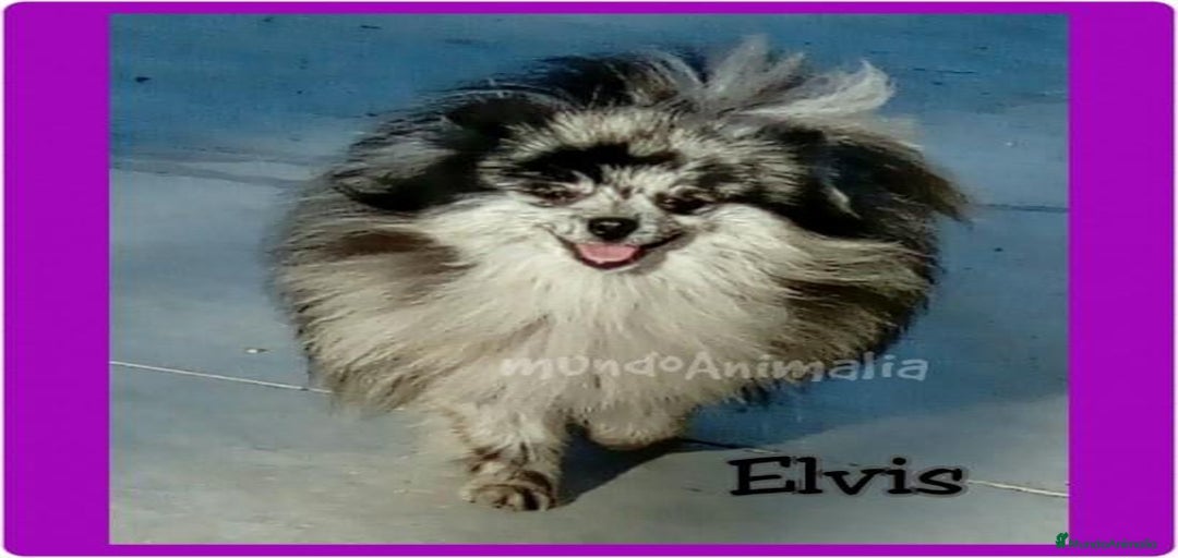 Imagen de galería {{count}}