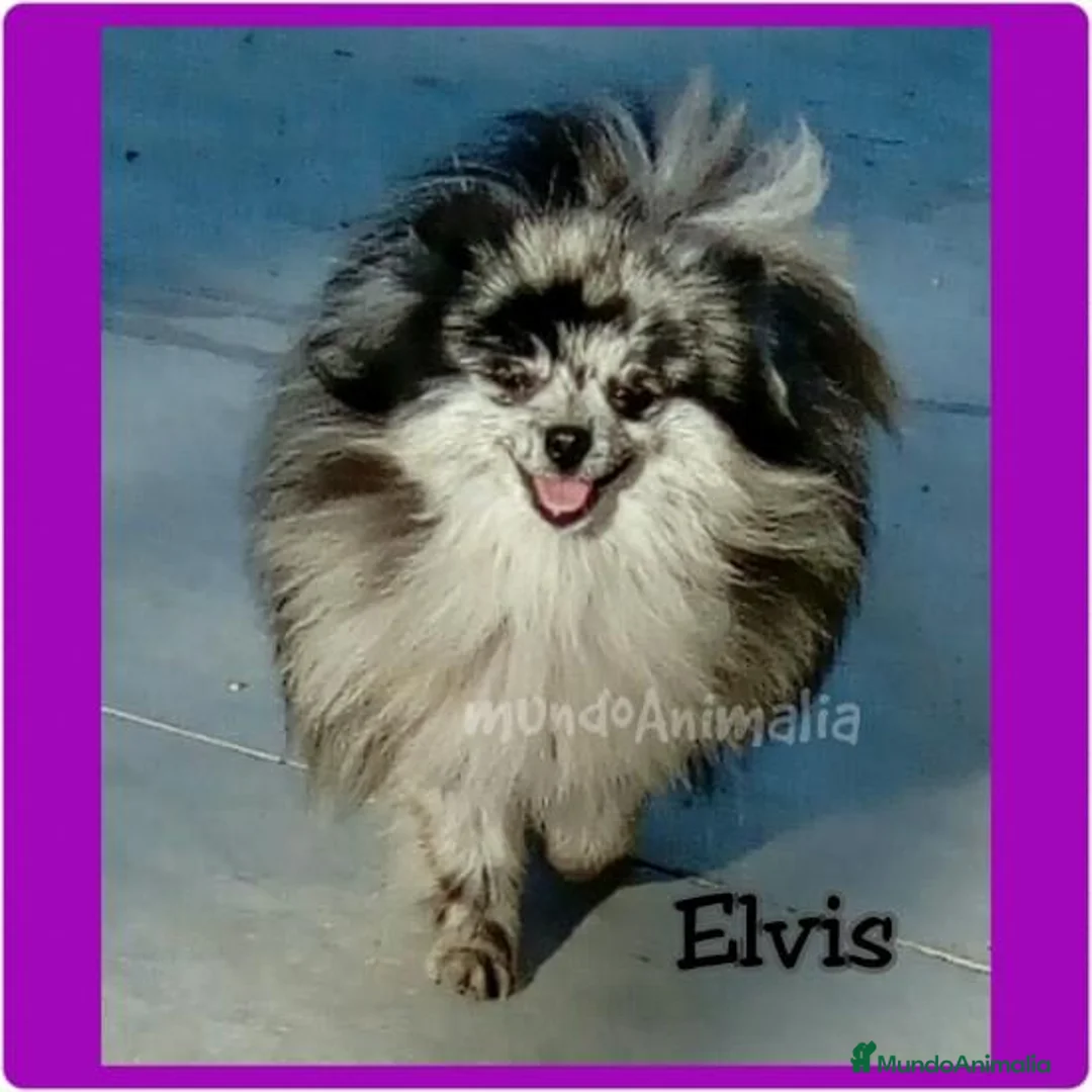 Imagen de galería {{count}}