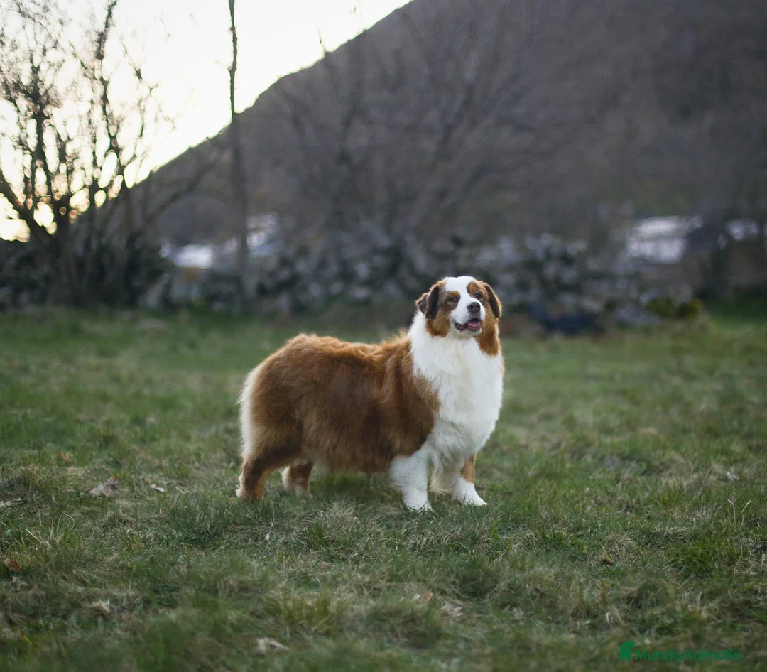 Pastor Australiano perros en venta: Hembra roja tricolor  - Anuncio 2