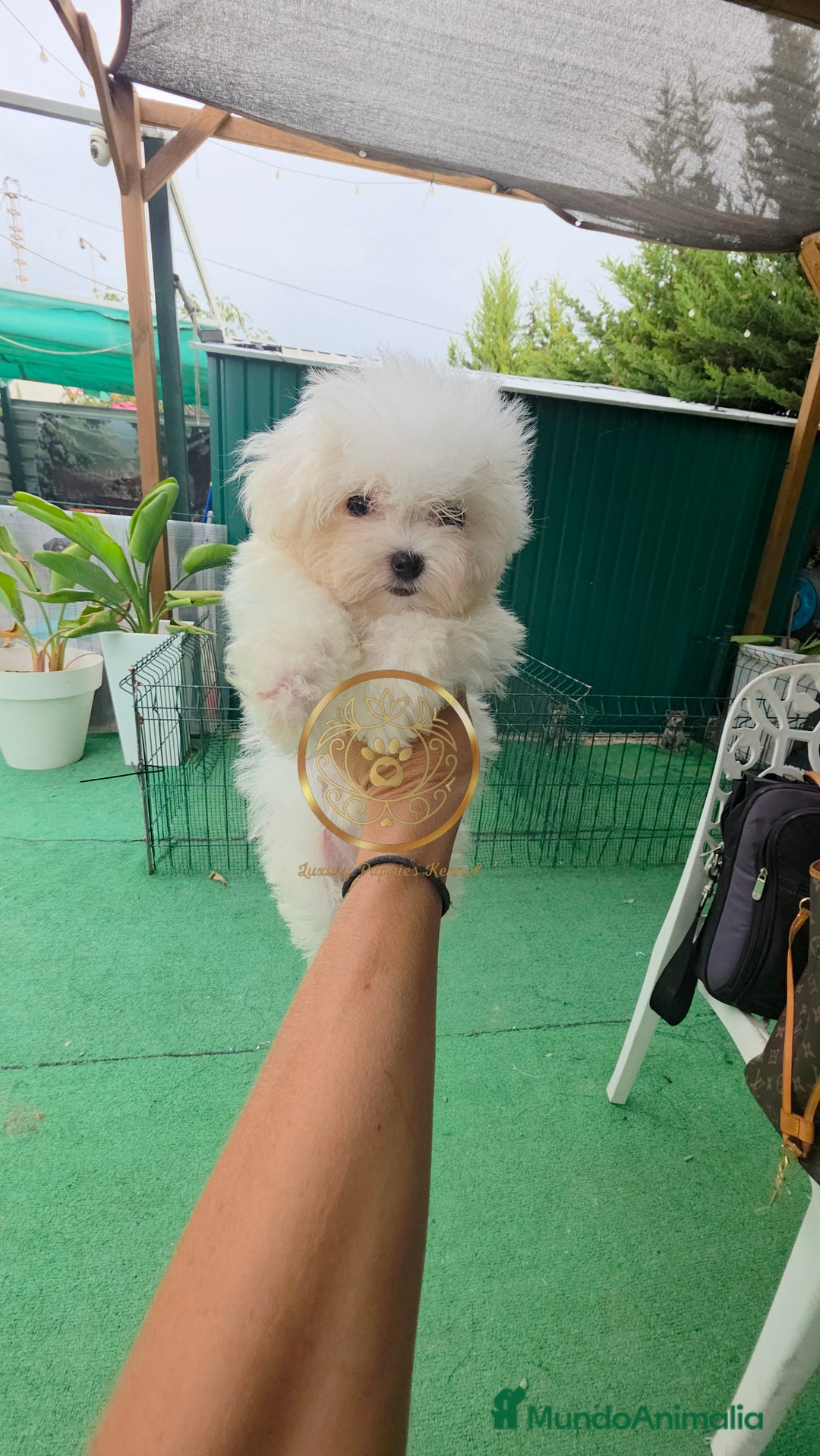 Bichón Maltés perros en venta: Bichon maltes coreanos y americanos  - Imagen 2
