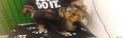 Yorkshire Terrier perros en venta:  ✨ Cachorritos Yorkshire (Yorkies) – Exclusividad, - Anuncio 4