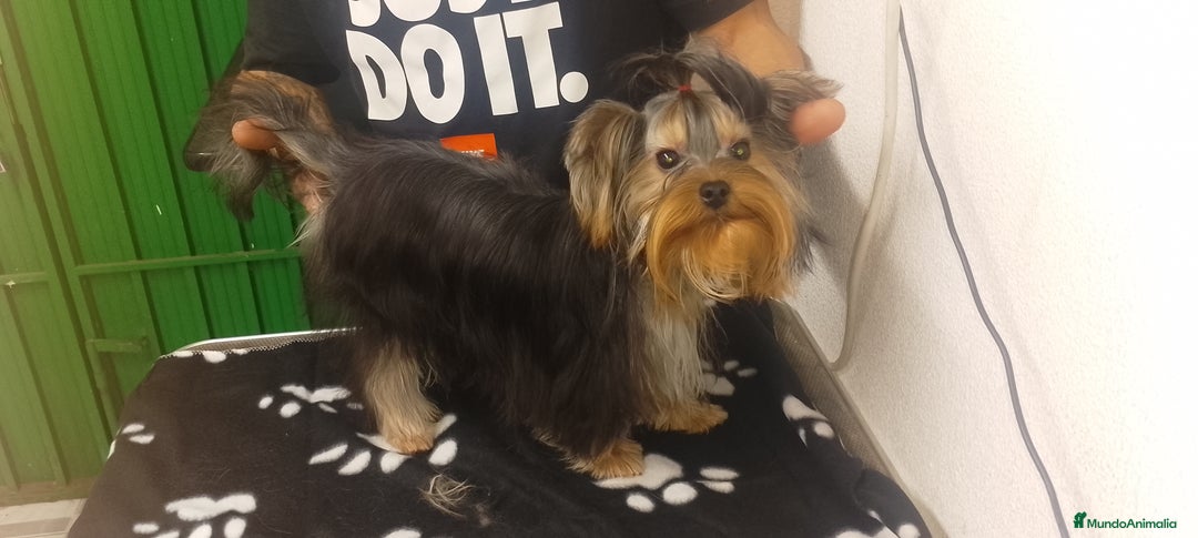 Yorkshire Terrier perros en venta:  ✨ Cachorritos Yorkshire (Yorkies) – Exclusividad, - Anuncio 4