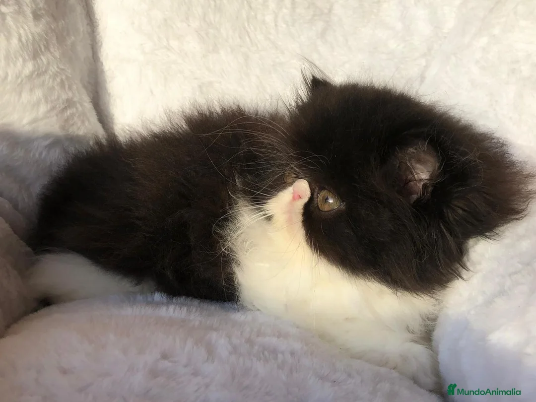 Persa gatos en venta: GATITO PERSA BICOLOR BLANCO Y NEGRO - Anuncio 4