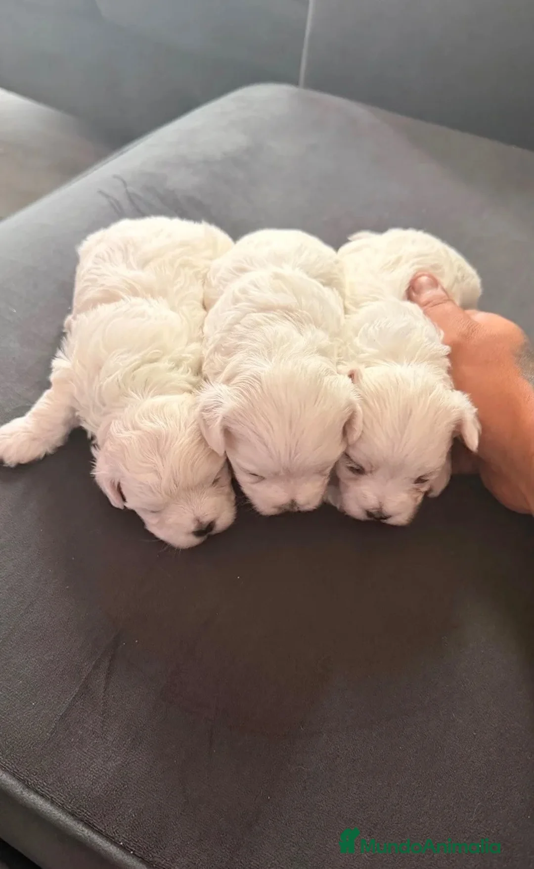 Bichón Maltés perros en venta: 💖🐶 PRECIOSOS BEBÉS BICHÓN MALTÉS 🐶💖 en Murcia - Anuncio 2