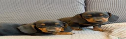 Teckel Miniatura perros en venta: Teckel miniatura criados en casa GRAN GENÉTICA - Anuncio 5