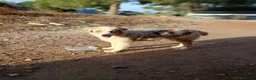 Pastor Australiano perros en venta: PASTOR AUSTRALIANO  - Anuncio 6