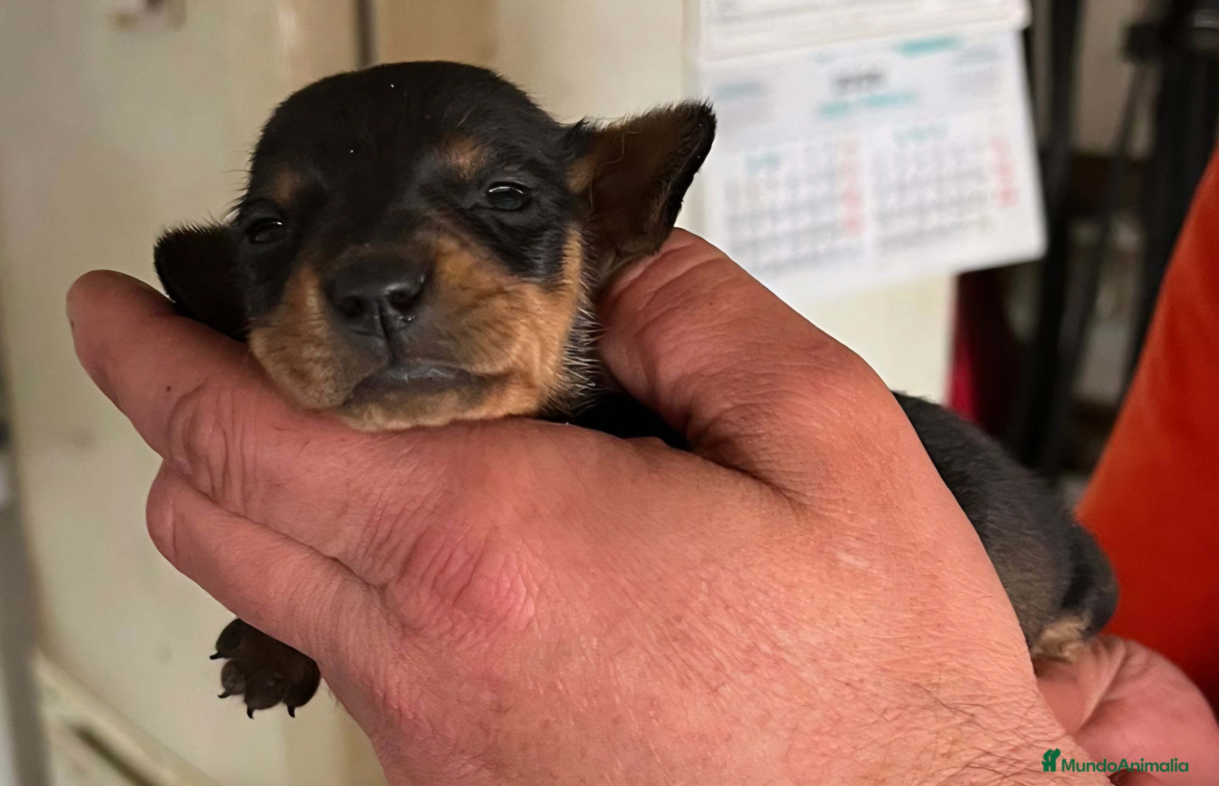 Teckel Miniatura perros Teckel kaninchen  - Anuncio 1