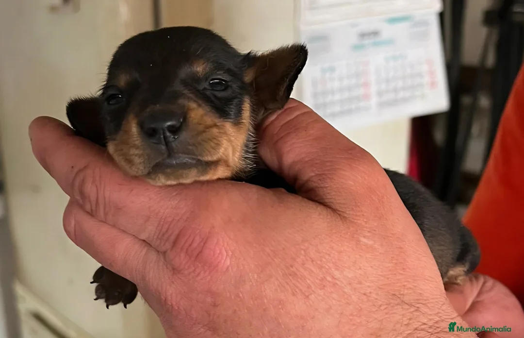 Teckel Miniatura perros en venta: Teckel kaninchen  - Anuncio 1