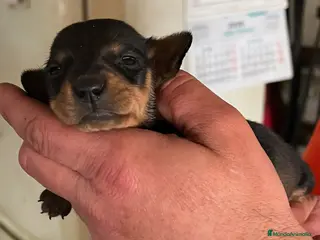 Teckel Miniatura perros Teckel kaninchen - Anuncio 1