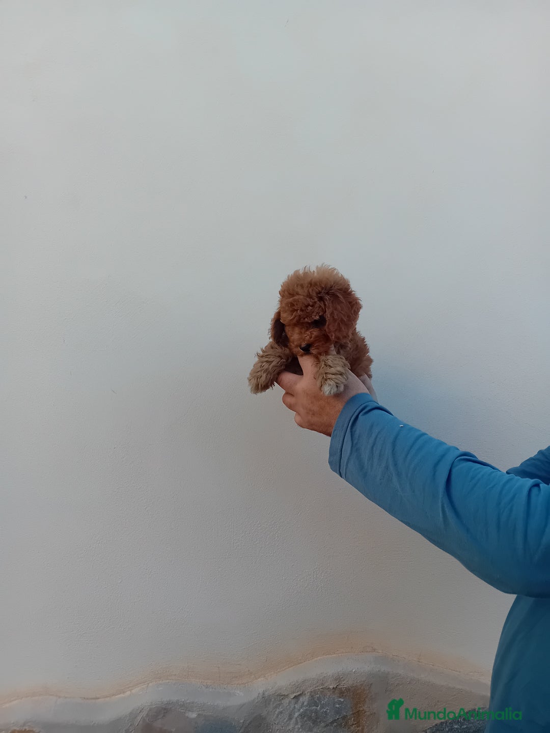 Teckel Miniatura perros en venta: ‼️‼️CANICHE HEMBRA TOY ROJA 50% ASIÁTICA - Imagen 3
