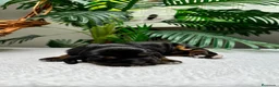Cocker Spaniel Inglés perros en venta: COCKER SPANIEL INGLES - Anuncio 14