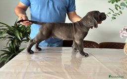 Cane Corso perros en venta: Cachorros de cane corso  - Imagen 2