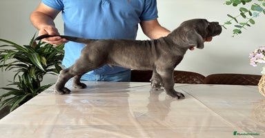 Cane Corso perros - Anuncio 5