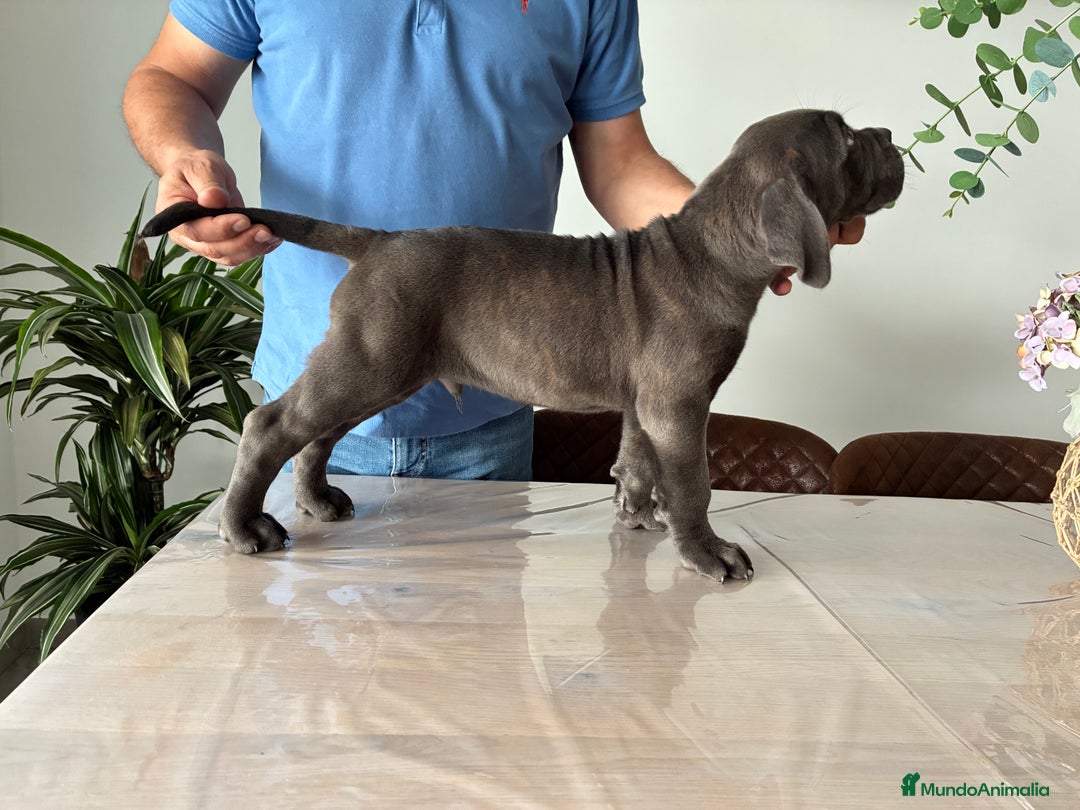 Cane Corso perros en venta: Cachorros de cane corso  - Imagen 2