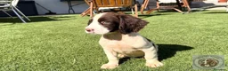English Springer Spaniel perros en venta: Springer Spaniel Luca De Reverte - Anuncio 2