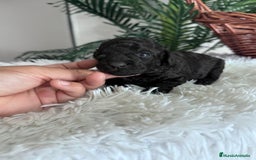 Caniche Toy perros en venta: CANICHE TOY - Anuncio 3