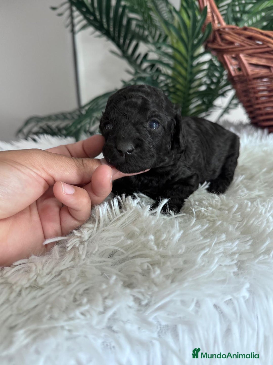 Caniche Toy perros en venta: CANICHE TOY - Anuncio 3