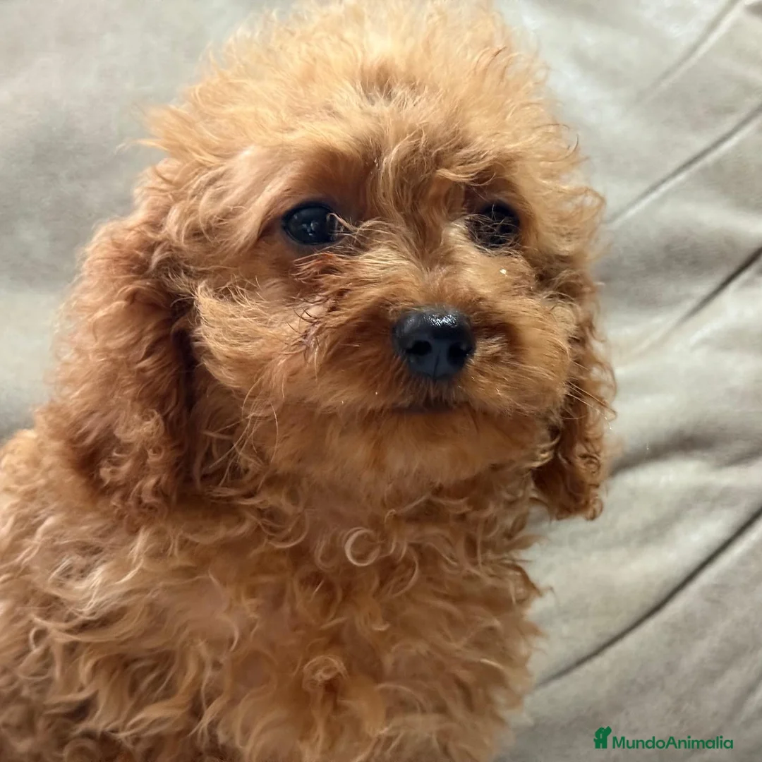 Cavapoo perros en venta: Camada cachorros raza Cavapoo en Granada - Anuncio 6