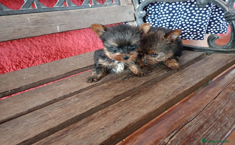 Yorkshire Terrier perros - Anuncio 1
