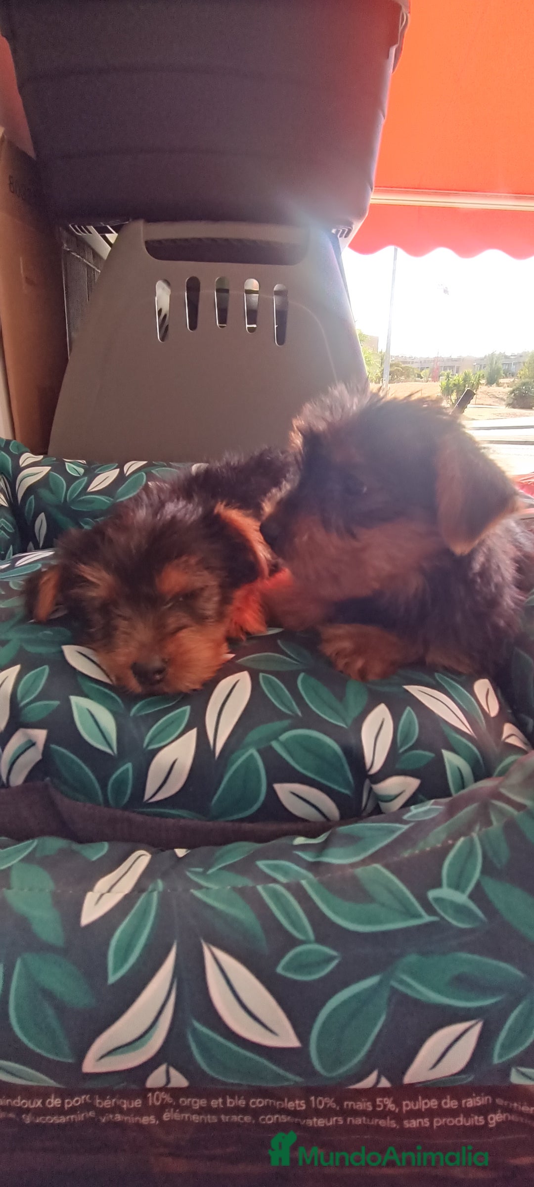 Yorkshire Terrier perros en venta: Cachorros de Yorkshire  - Imagen 5