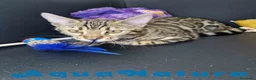 Bengalí gatos en venta: Bengali Hembra 1730 AQUANATURA - Anuncio 7
