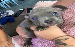 American Bully perros en venta: American Bully Macho - Imagen 8