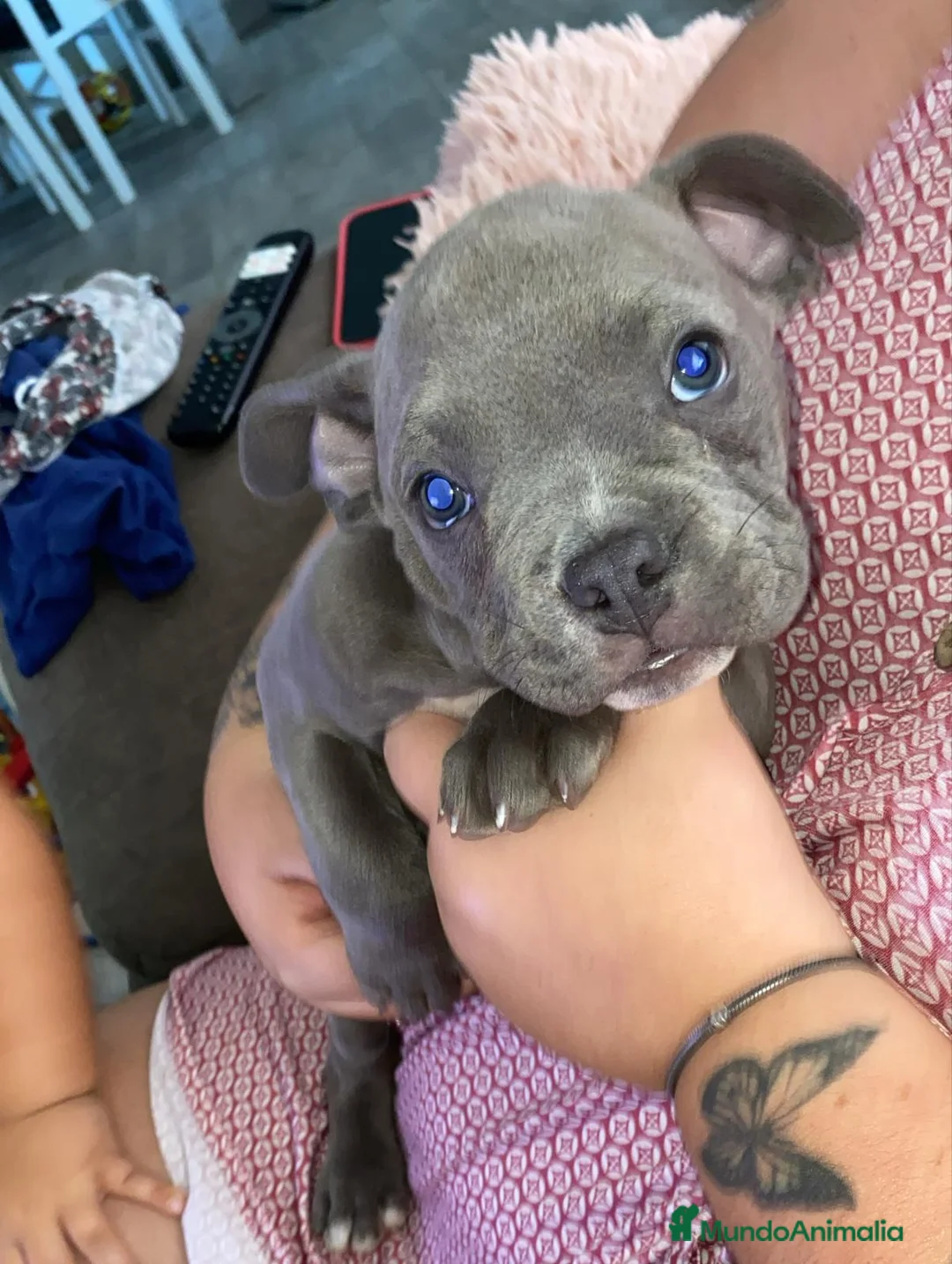 American Bully perros en venta: American Bully Macho - Anuncio 8