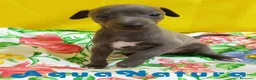Pequeño Lebrel Italiano perros en venta: Lebrel Italiano Macho 8998 AQUANATURA - Anuncio 5