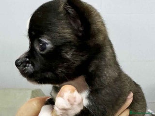 Chihuahua perros en Barcelona - Anuncio 33