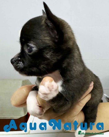 Chihuahua perros en Barcelona - Anuncio 2