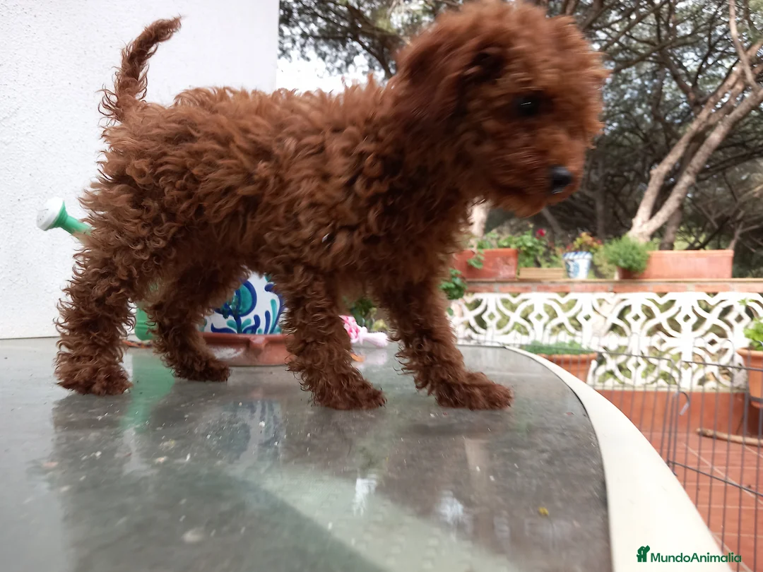 Caniche Toy perros en venta: Caniche poodle toy rojo cachorro en Madrid - Anuncio 2