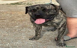 Dogo Canario perros en venta: Cachorros de presa canario - Imagen 8