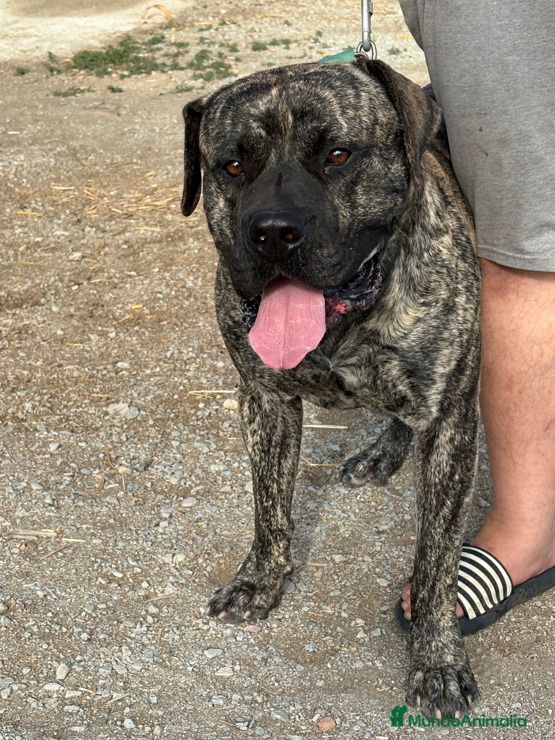 Dogo Canario perros en venta: Cachorros de presa canario - Imagen 8