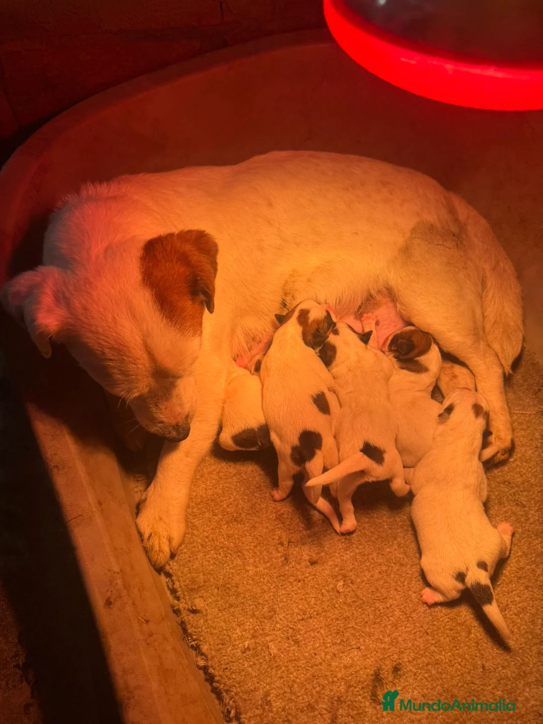 Jack Russell Terrier perros en venta: Jack Russell bicolor y tricolor  - Anuncio 2