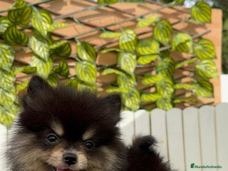Pomerania perros - Anuncio 25