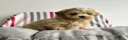 Maltipoo perros en venta: Maltipoo apricot  - Anuncio 4
