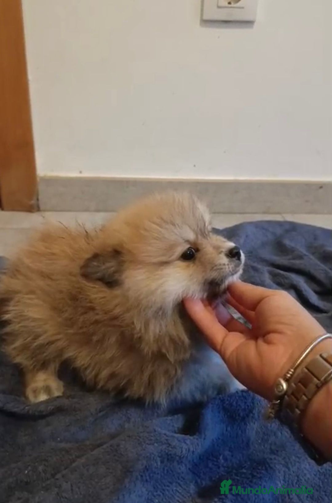 Pomerania perros en venta: Lulu pomerania toy - Imagen 16