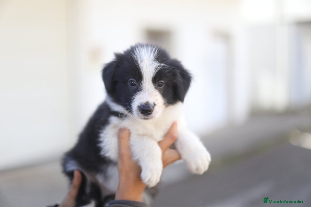 Border Collie perros en venta: Cachorros Border Collie  - Imagen 6