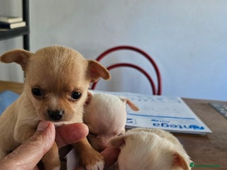 Chihuahua perros lindos chihuahuas - Anuncio 2