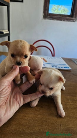 Chihuahua perros lindos chihuahuas - Anuncio 2
