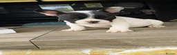 Bulldog Francés perros en venta: Bulldog francés  - Anuncio 6