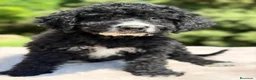 Perro de Agua Español perros en venta: Pdae negro y blanco  - Anuncio 5