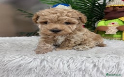 Caniche Toy perros en venta: CANICHE TOY - Anuncio 14