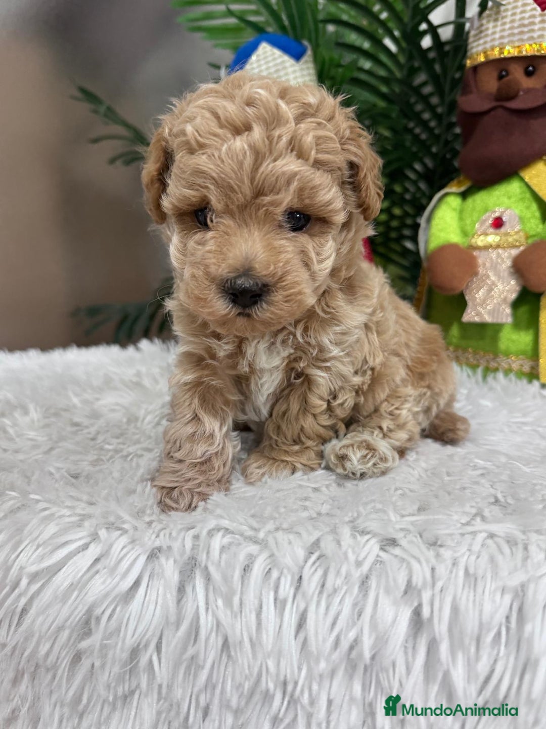 Caniche Toy perros en venta: CANICHE TOY - Anuncio 14