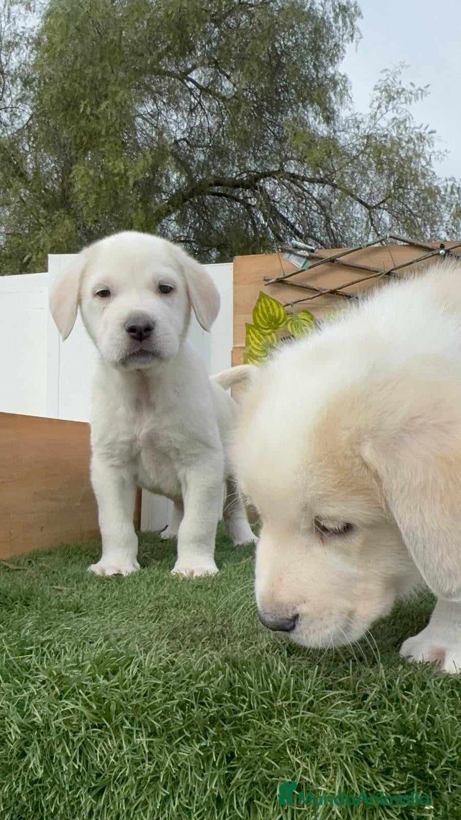 Mastín Español perros MASTIN ESPAÑOL MACHO - Anuncio 1