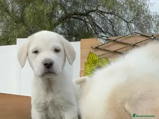 Mastín Español perros MASTIN ESPAÑOL MACHO - Anuncio 2