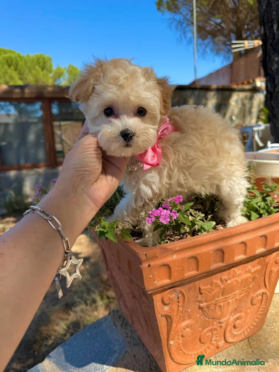 Maltipoo perros en venta: Maltipoo Hembra disponible Toy!! - Anuncio 6